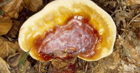 Grzyby, które mogą obniżyć poziom cholesterolu LDL