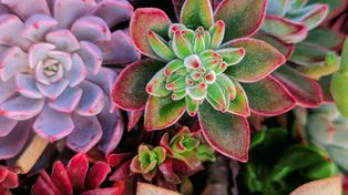 Ogród niczym z Pandory na twoim parapecie. Poznaj Echeveria Mebina