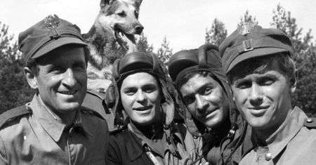 Zwierzęta w polskich filmach i serialach. Ile wiesz o kultowych czworonogach i nie tylko?