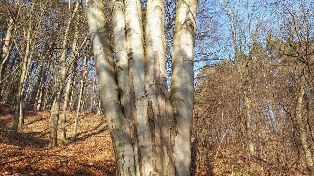 5 pni u ponad stuletniego drzewa jest już swoistą osobliwością przyrodniczą - twierdzą leśnicy.