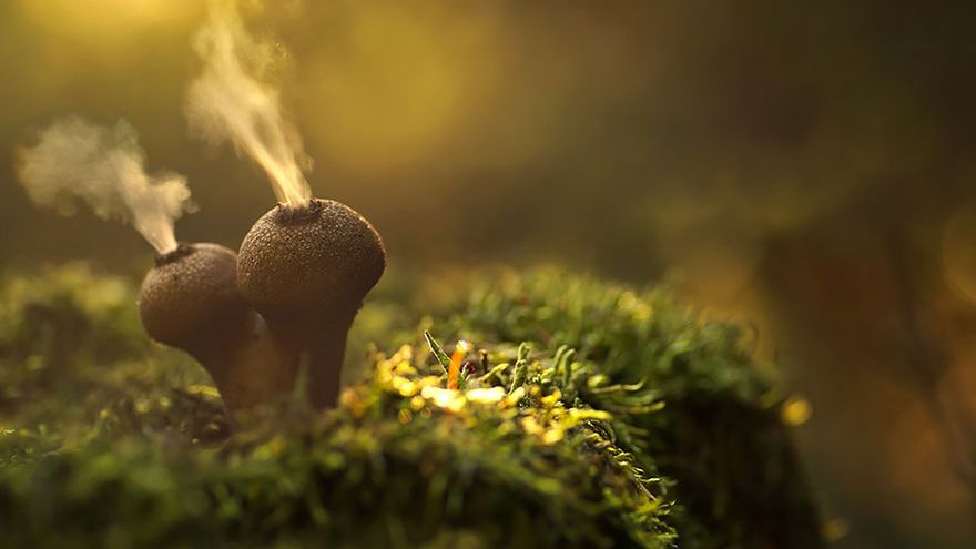 Magiczne, święcące w ciemnościach grzyby na zdjęciach Martina Pfistera 1