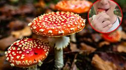 Toksykolog o niepokojącej modzie. "Jeden muchomor może zniszczyć życie"