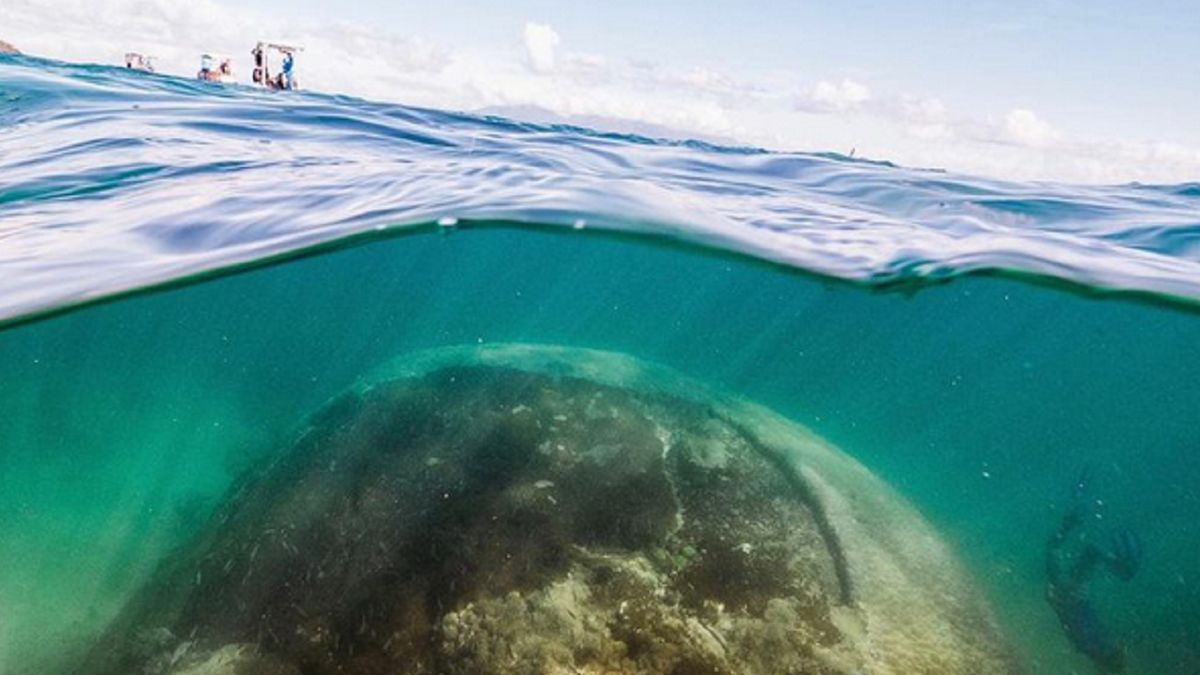Gigantyczny koral ma około 400 lat.