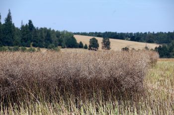 Państwowa ziemia ma być dostępna dla prostych rolników, nie tylko bogaczy