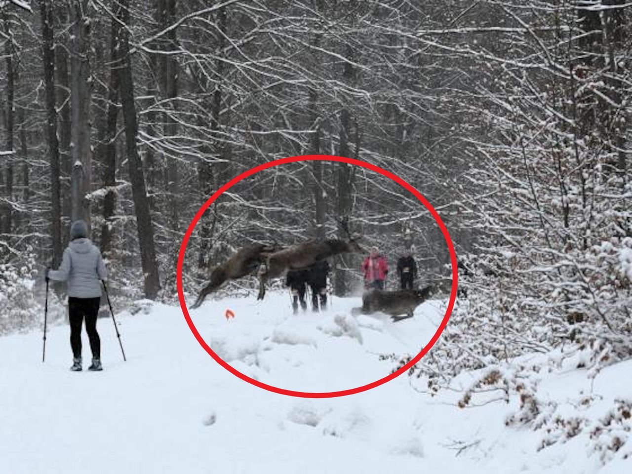 W lesie odbywały się zawody sportowe. Nagle na drodze pojawiła się chmara