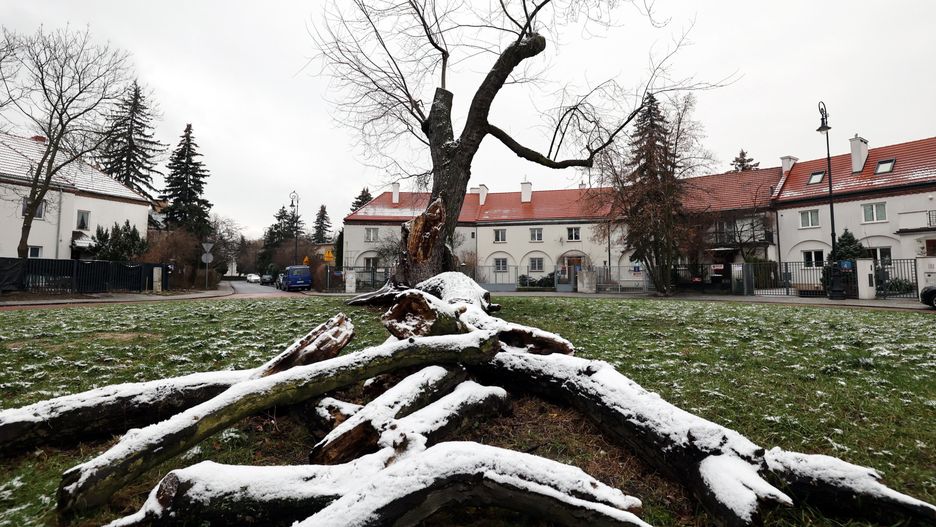 Warszawa. Klon srebrzysty jest w coraz gorszym stanie