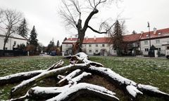 Warszawa. Klon srebrzysty na Żoliborzu obumiera