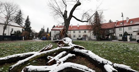 Warszawa. Klon srebrzysty na Żoliborzu obumiera