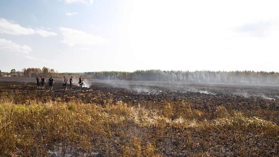 W ramach nowej interwencji planuje się również możliwość otrzymania wsparcia za przekształcanie gruntów ornych w użytki zielone.