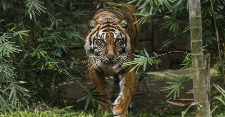 Tygrysy uciekły z klatki. Nie żyje pracownik zoo w Borneo