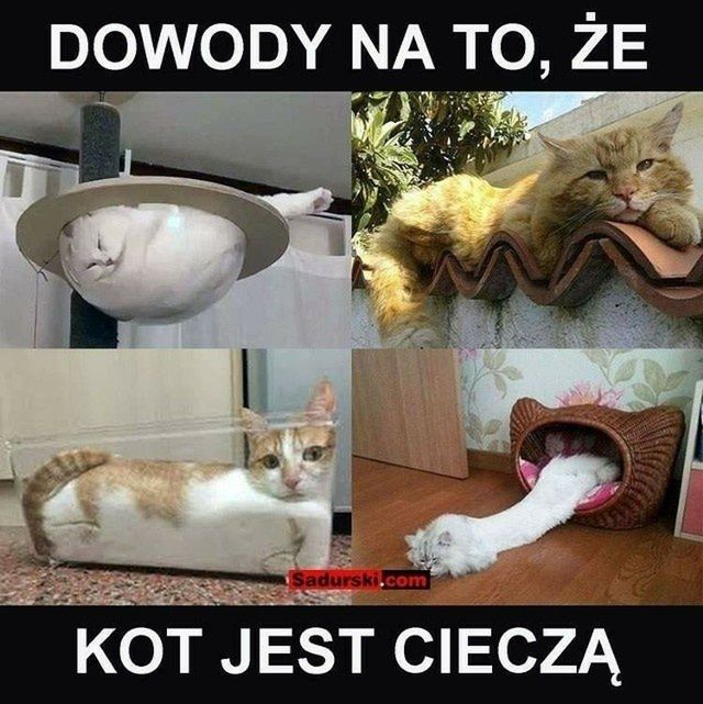 Dziś Dzień Kota. Oto memy z tej okazji 