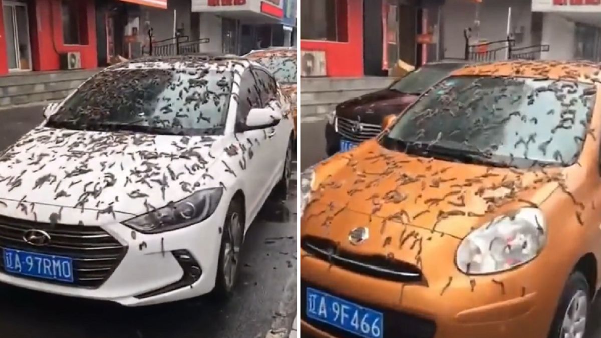 W Pekinie spadł deszcz robaków. Władze zalecają wychodzić z parasolami