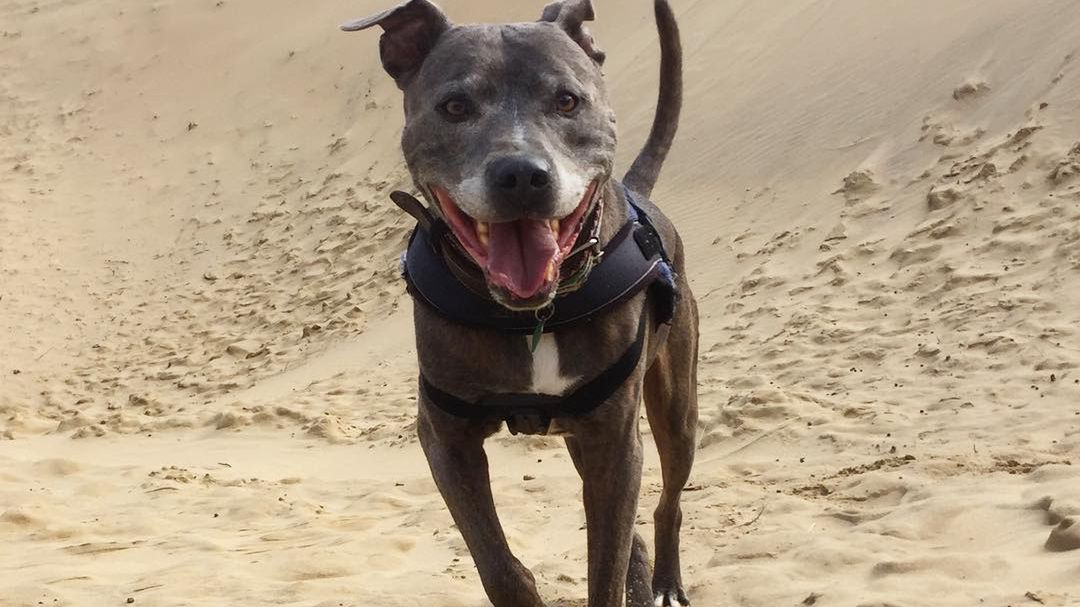 "Fatman the Dog" - pies, który jest filmowcem 1