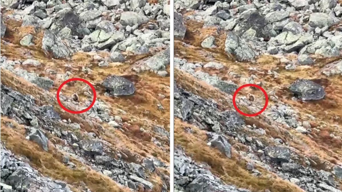 Spotkanie z niedźwiedziem w Tatrach