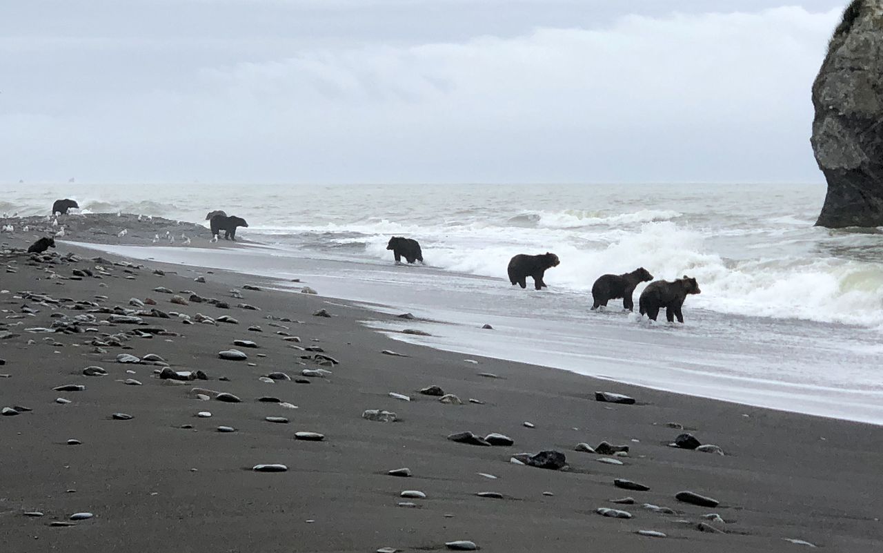 Obraz zmian klimatu: Głodujące niedźwiedzie szukają pożywienia w morzu