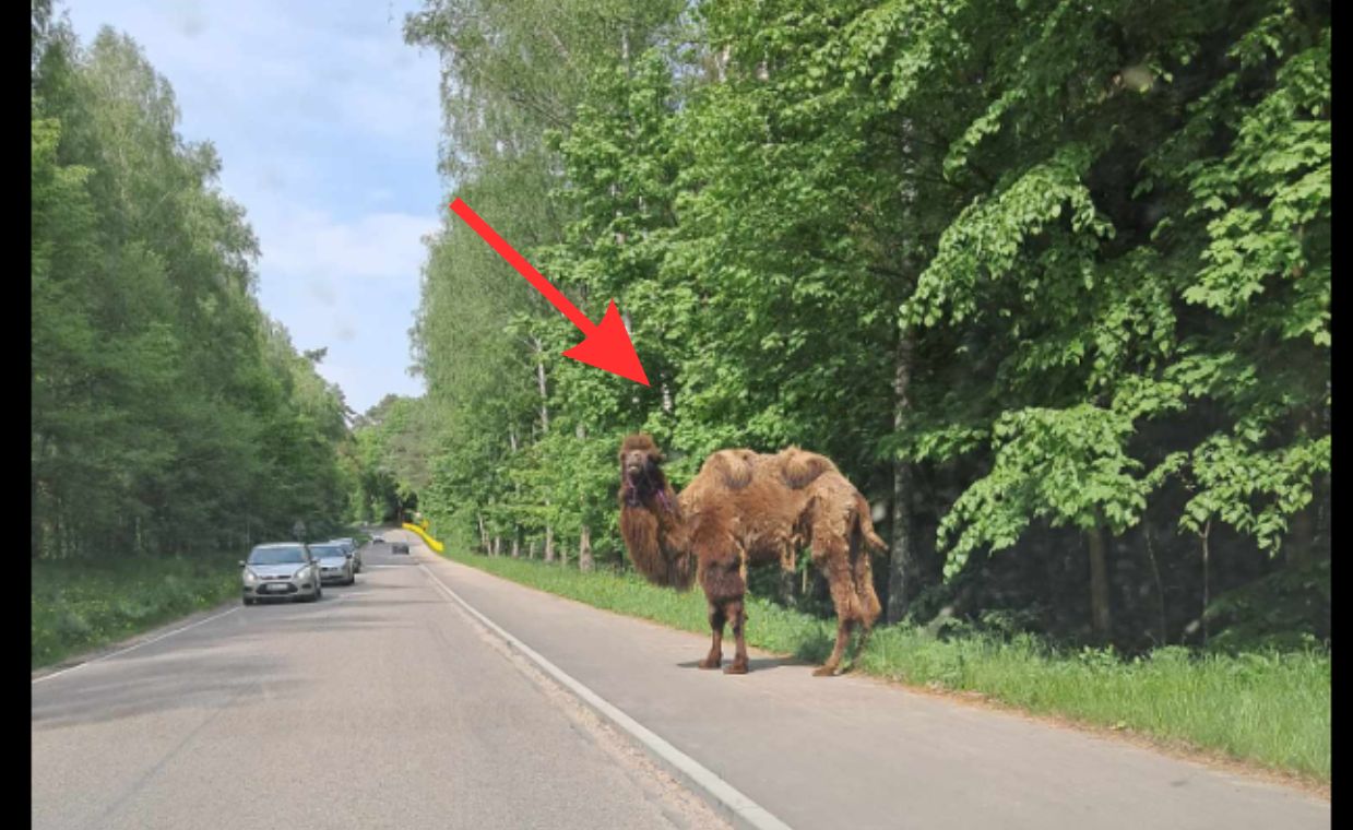 Wielbłąd Bator uciekł z minizoo. Prawie wszedł na jezdnię