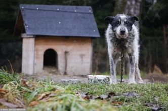 Ustawa łańcuchowa, podejście numer 2. Koalicja może sięgnąć po pomysł PiS