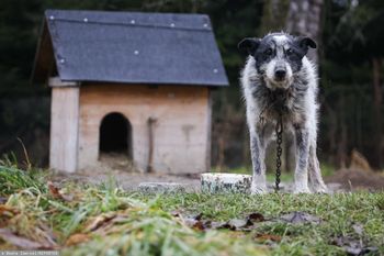 Ustawa łańcuchowa, podejście numer 2. Koalicja może sięgnąć po pomysł PiS