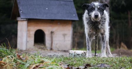 Ustawa łańcuchowa, podejście numer 2. Koalicja może sięgnąć po pomysł PiS