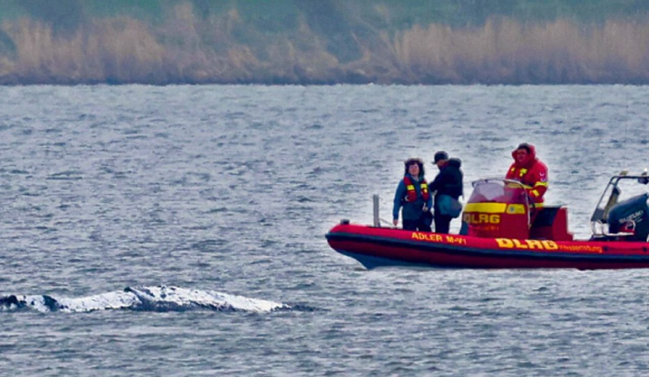 Walka o wieloryba Timmy'ego trwa. Specjalista: "trzymać ręce z dala"