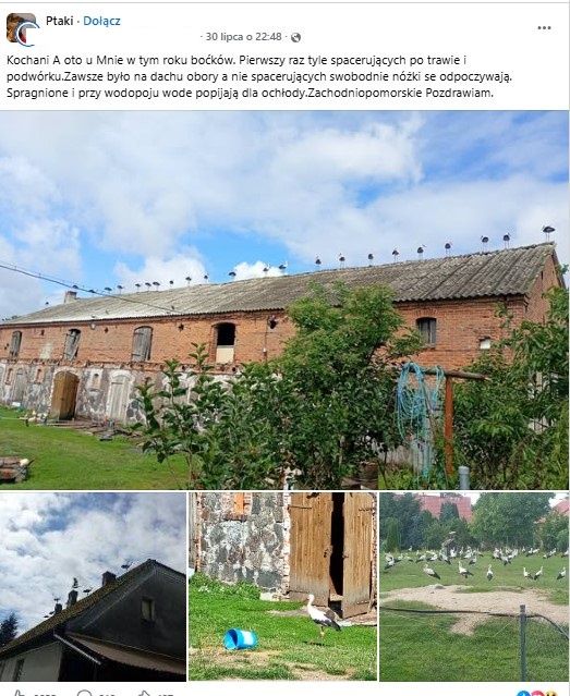 Bociany na placu pani Mieczysławy