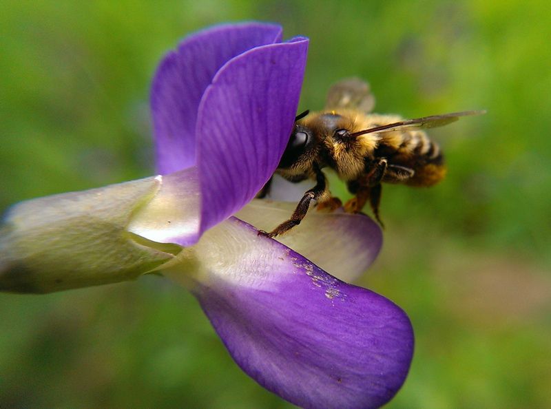 Sekrety mobilnej fotografii: zdjęcia makro 8