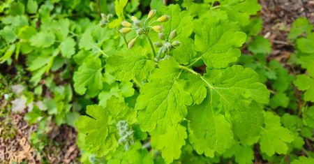 Koniec z „naturalnym” leczeniem? Popularne jaskółcze ziele znika ze sklepów i aptek
