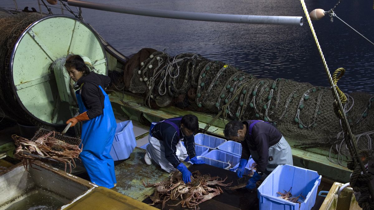 Fishermen handle freshly caught snow crabs on board a fishing boat docked at the Mikuni Fishing Port in Mikuni, Fukui Prefecture, Japan, on Wednesday, Nov. 17, 2021. Prime Minister Fumio Kishida has announced support for industries like fishing and freight, as well as subsidies for oil refiners aimed at keeping the energy price shocks from reaching consumers. Photographer: Buddhika Weerasinghe/Bloomberg via Getty Images