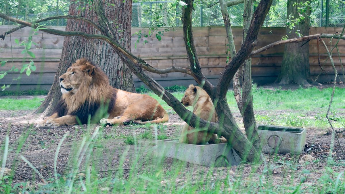 Lwy zaatakowały mężczyznę, który wskoczył do zagrody. Zdj. ilustracyjne 