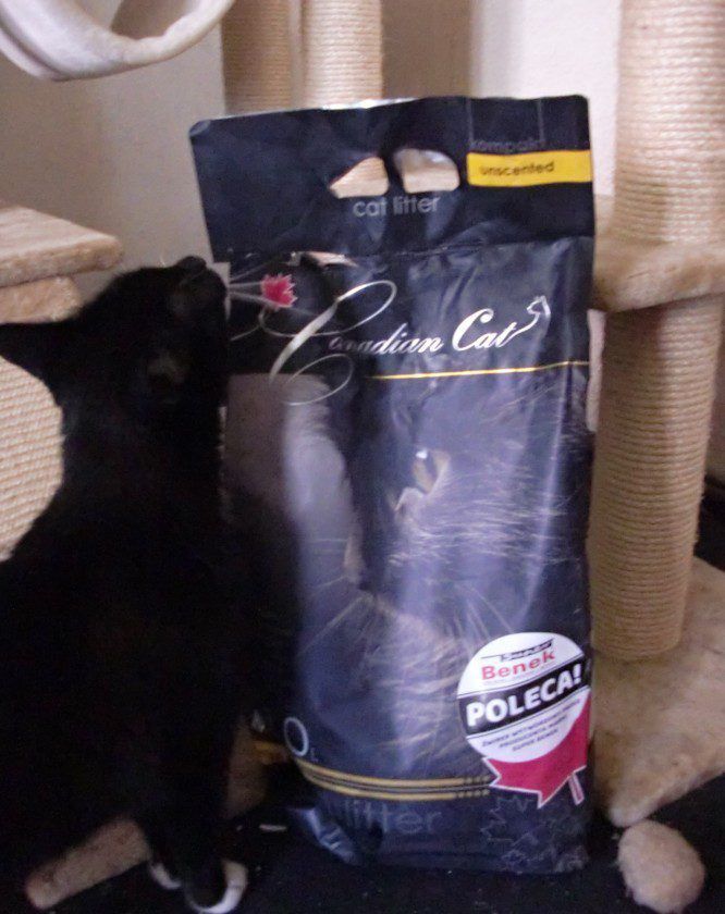 Canadian Cat – żwirek bentonitowy dla wymagających. Nasz test!