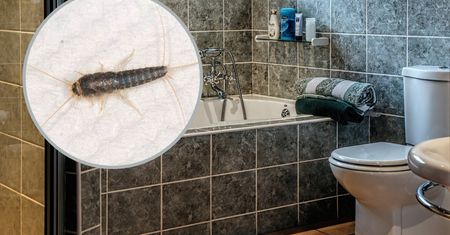 Wystarczą tektura i produkt z kuchni. Srebrne robaczki szybko znikną