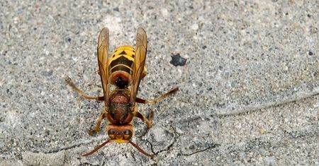 Szerszenie azjatyckie w Niemczech. Eksperci alarmują