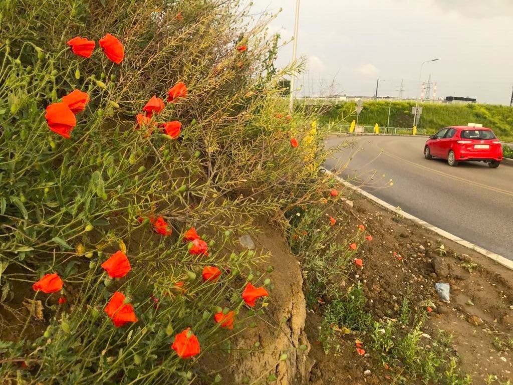 Mak dobrze czuje się na polach uprawnych, nieużytkach, ugorach, piaszczystych przydrożach.