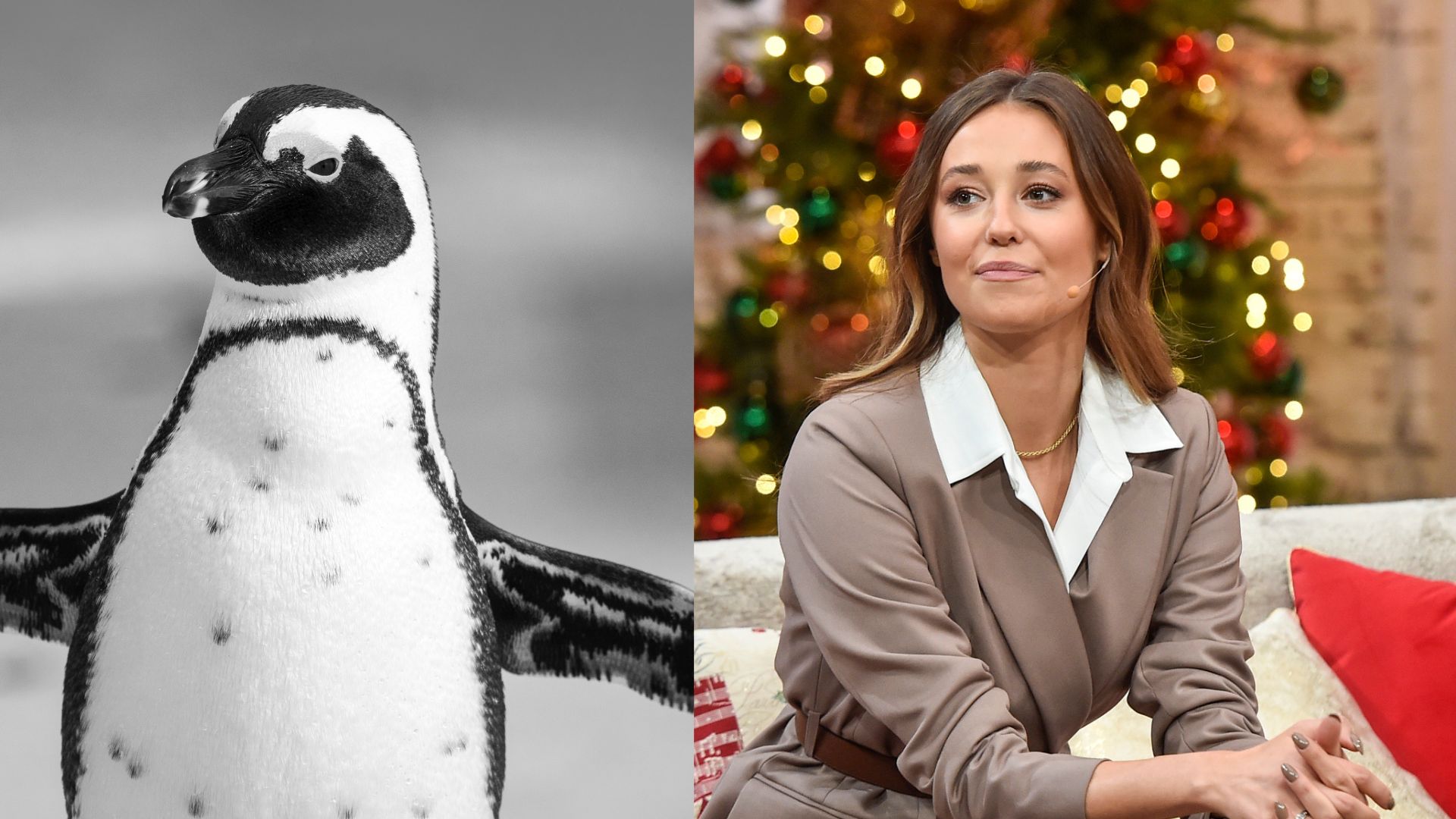 Izabela Krzan o pingwinach