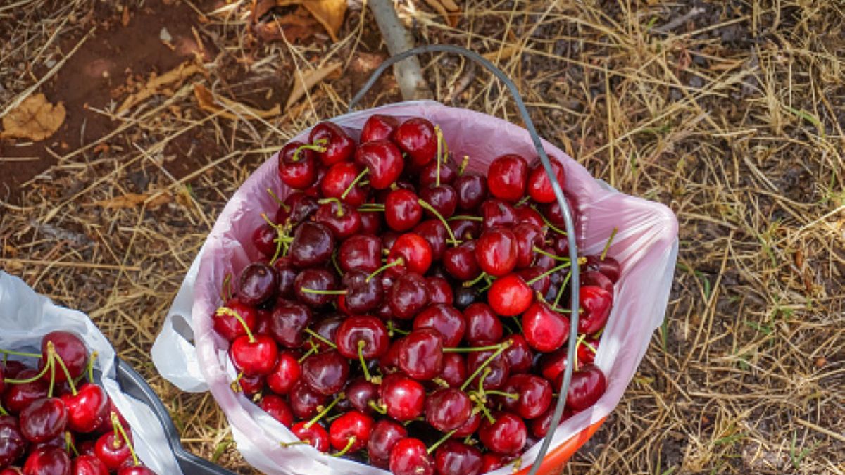 Nieznany mężczyzna zaproponował seniorce zakup wiśni i czereśni. W rzeczywistości planował ją okraść (zdjęcie ilustracyjne) 