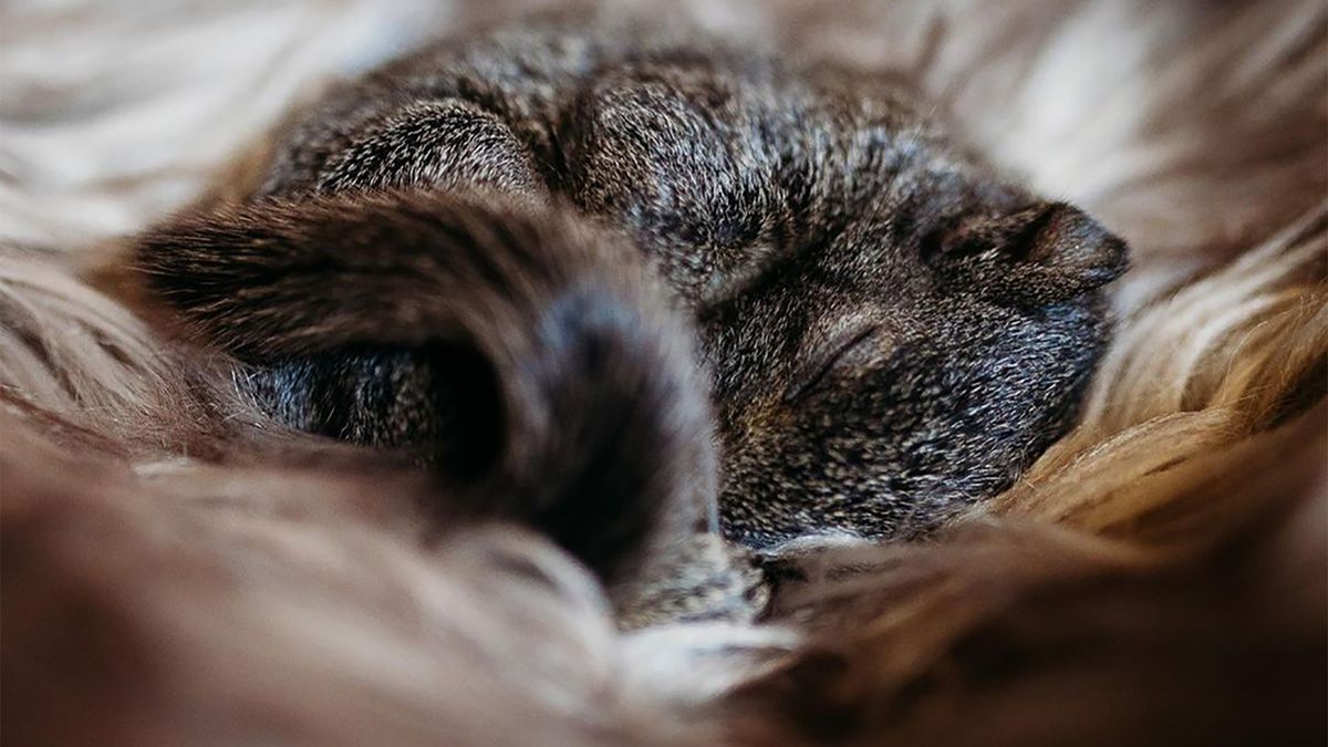 Znalazła malutkie zwierzątko. Wyglądało niepozornie, ale na zdjęciach pokazało pazur 1