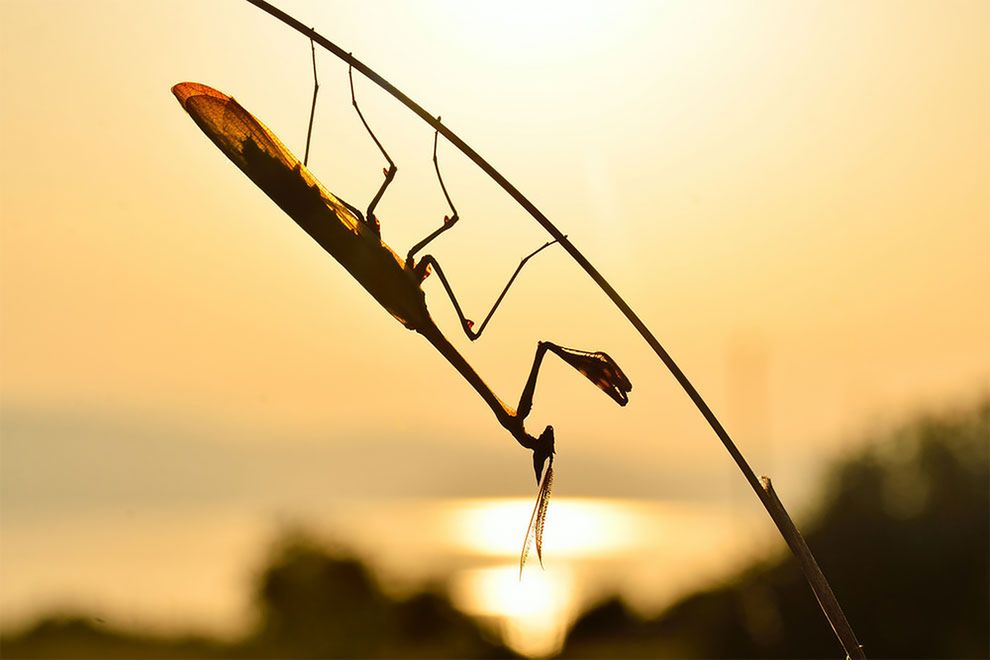 Młodzi finaliści konkursu „World Wildlife Day Photography Competition" i ich świetne zdjęcia przyrody 4