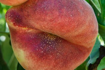 Ma kosmiczną nazwę, ale nie omijaj jej w sklepie. Pomaga zachować młodość na dłużej