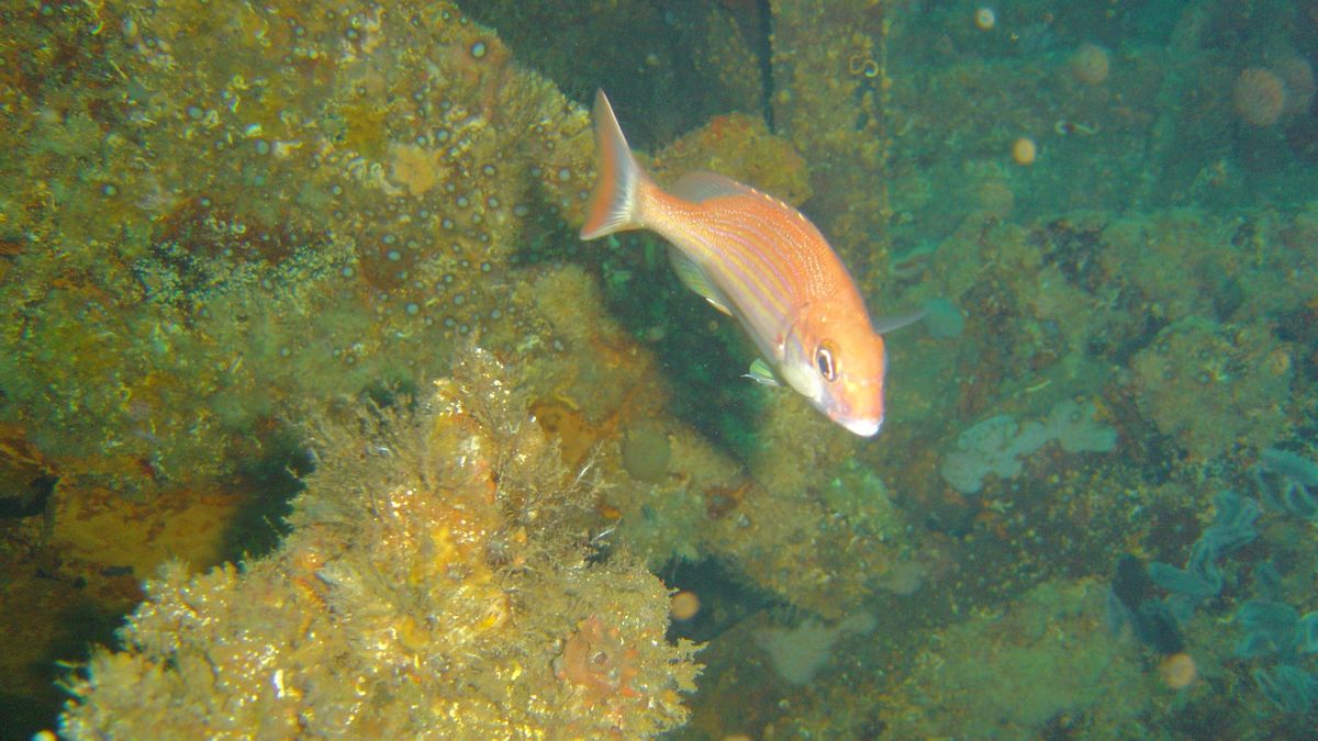 Panga to bardzo szkodliwa ryba