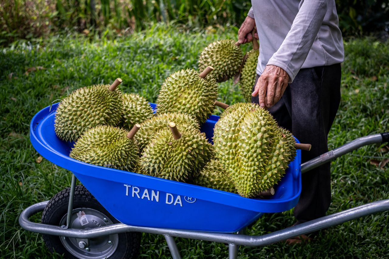 Durian - the most expensive fruit in the world