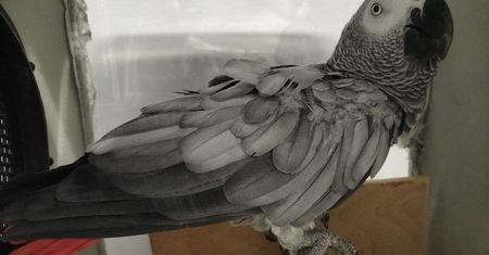 Papuga żako zatrzymana na granicy. Nie miała dokumentów
