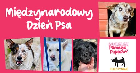 Pudelek Pomaga Pupilom. Pomóż zakończyć zbiórkę na leczenie podopiecznych schroniska w Celestynowie!