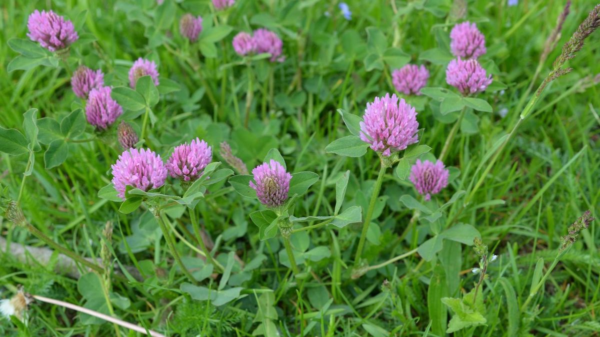 Czerwona koniczyna jest rośliną jadalną. Pomaga m.in. łagodzić dolegliwości związane z menopauzą i napięciem przedmiesiączkowym