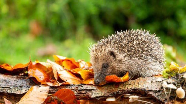 8 listopada, w Muzeum Archeologicznym i Rezerwacie Krzemionki odbędzie się kolejne spotkanie poświęcone jeżom