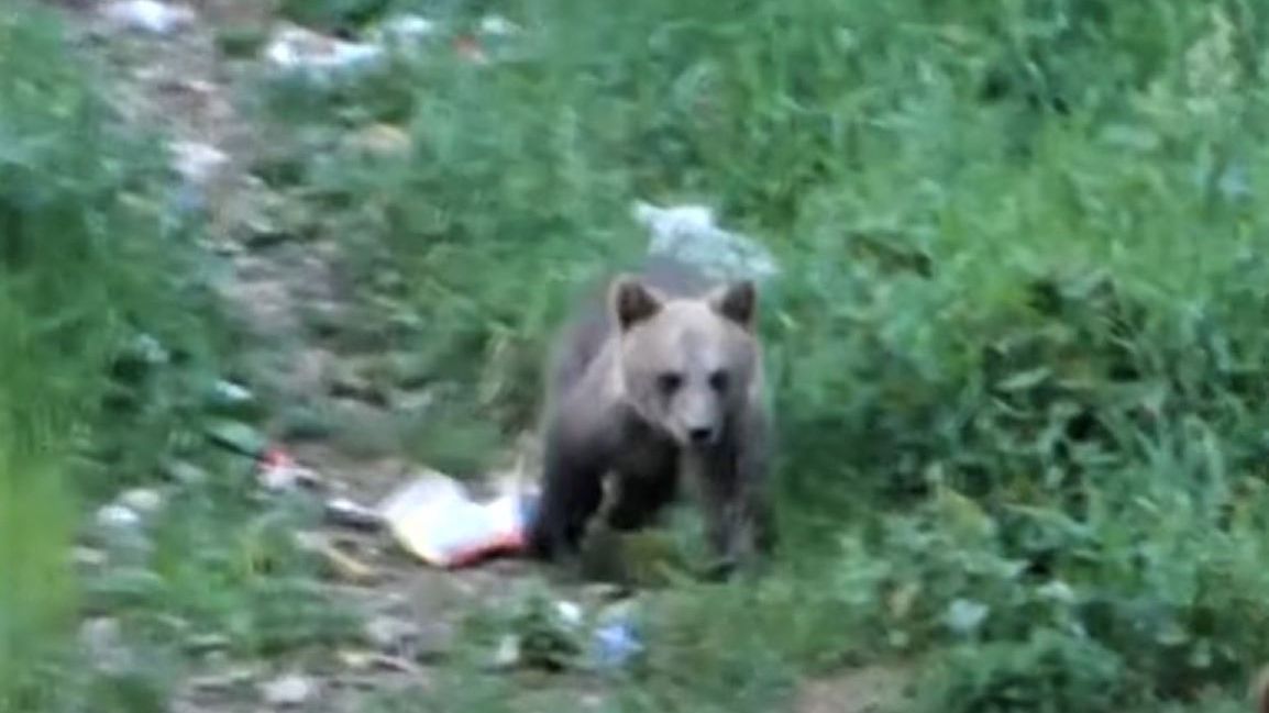 Niedźwiadek był widziany we Wrocławiu. Zdj. ilustracyjne 