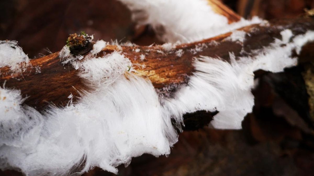 Leśnicy zaprezentowali niecodzienne zjawisko