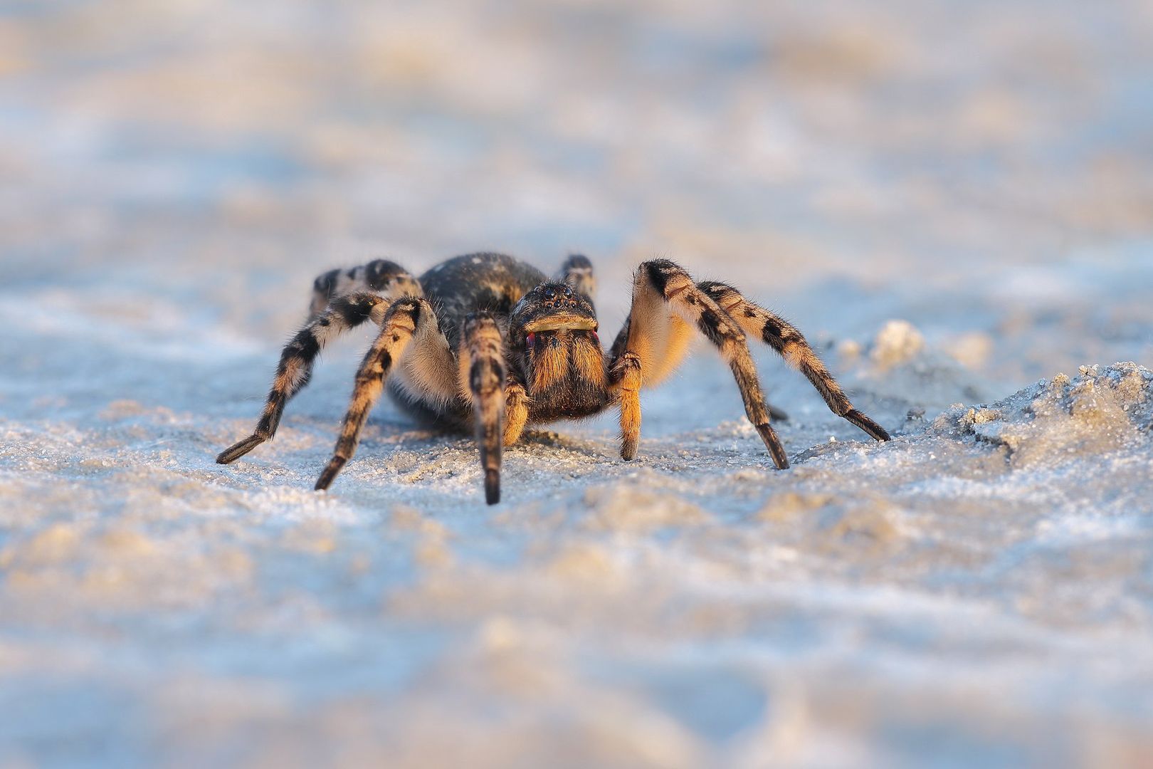 Tarantula ukraińska. Niebezpieczny pająk już w Polsce