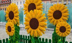 Wrocław. Dzień Życzliwości. Słoneczniki z klocków LEGO w Rynku