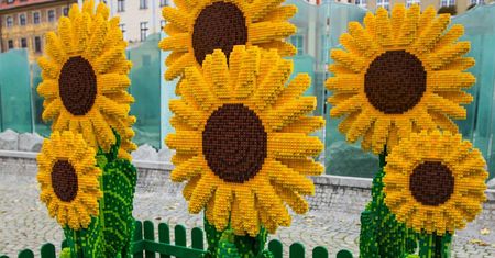 Wrocław. Dzień Życzliwości. Słoneczniki z klocków LEGO w Rynku