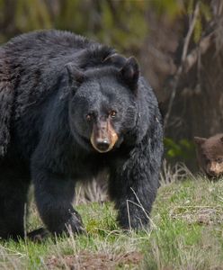 Tragedia w Parku Narodowym. Niedźwiedź zabił nastolatka